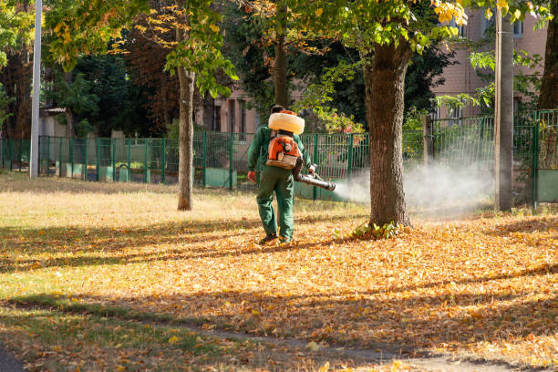 Best Termite Control Services  in Woodcreek, TX
