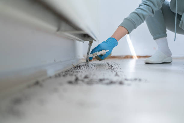 Best Local Pest Control Services  in Woodcreek, TX